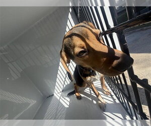 Beagle Dogs for adoption in Houston, TX, USA