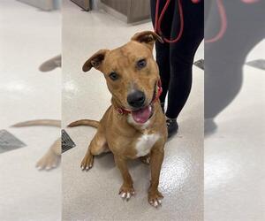 Mutt Dogs for adoption in Baytown, TX, USA