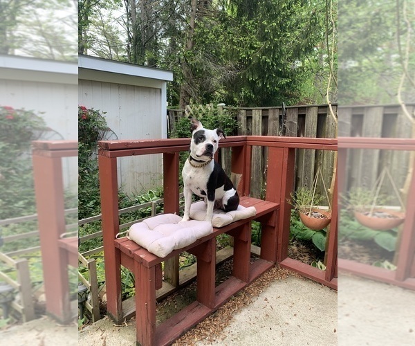 Medium Photo #1 American Bulldog-American French Bull Terrier Mix Puppy For Sale in SPRINGFIELD, VA, USA