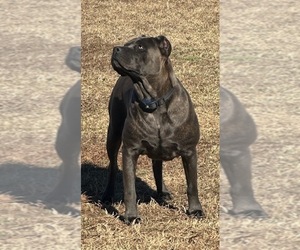 Mother of the Cane Corso puppies born on 02/04/2024