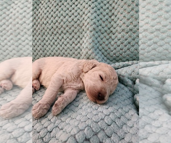 Medium Photo #2 Poodle (Standard) Puppy For Sale in CLAYTON, WA, USA