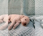 Small #1 Poodle (Standard)