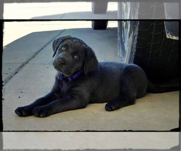 Medium Photo #25 Labrador Retriever Puppy For Sale in FORT COLLINS, CO, USA