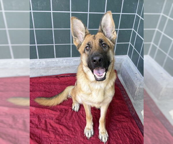 Medium Photo #2 German Shepherd Dog Puppy For Sale in Rancho Cucamonga, CA, USA