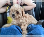 Small Photo #2 Shih-Poo Puppy For Sale in SPENCER, TN, USA
