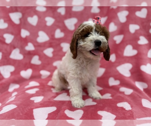 Medium Photo #8 Cock-A-Poo Puppy For Sale in LAKELAND, FL, USA