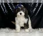 Small #2 Cavapoo
