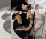 Small #2 German Shepherd Dog Mix