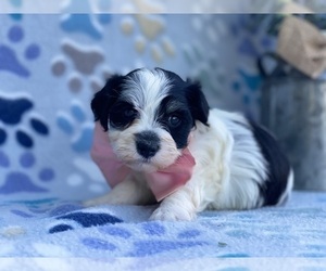 Havanese Puppy for sale in LANCASTER, PA, USA