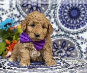 Goldendoodle (Miniature) Puppy for sale in LANCASTER, PA, USA
