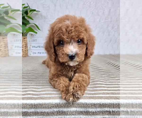 Medium Photo #4 Cavapoo Puppy For Sale in GREENFIELD, IN, USA