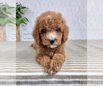 Small #3 Cavapoo