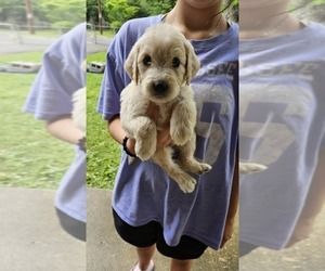 Medium Goldendoodle