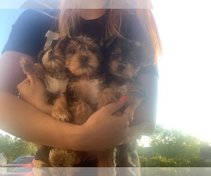 Yorkshire Terrier Puppy for sale in LUMBERTON, NC, USA