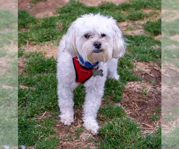 Medium Photo #2 Poodle (Miniature)-Unknown Mix Puppy For Sale in Kennesaw, GA, USA