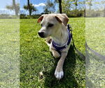 Small Beagle-Chihuahua Mix