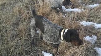 Father of the German Wirehaired Pointer puppies born on 04/22/2018