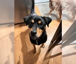 Small #3 Mutt