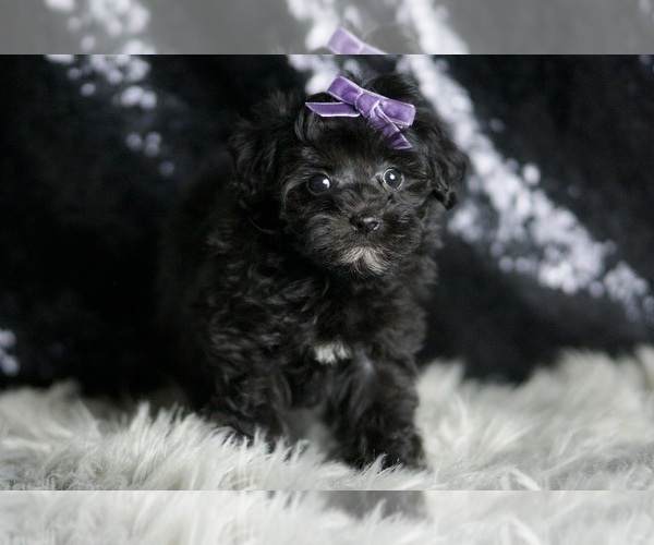 Medium Photo #4 Maltipoo Puppy For Sale in WARSAW, IN, USA