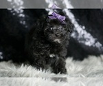 Small #3 Maltipoo