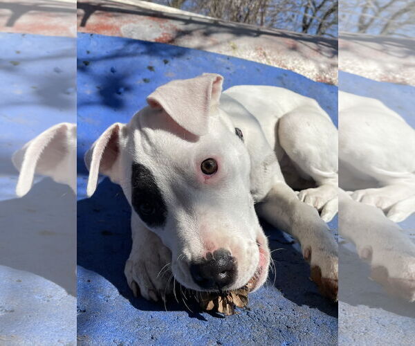 Medium Photo #4 Mutt Puppy For Sale in Techny, IL, USA