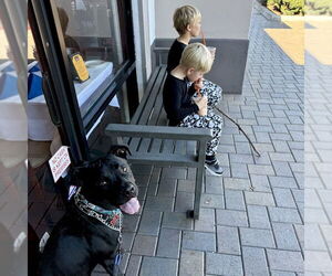 Shadow - Male Boxer Dog for Adoption - Photo #7