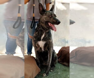 Cleo-Patra-got long term Foster! - Female Holland Shepherd Dog for Adoption - Photo #7