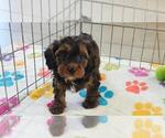 Alex - Male Cavapoo (Miniature)-Poodle (Toy) Mix Puppy for Sale - Photo #6