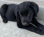 Puppy Koda German Shepherd Dog-Goldendoodle Mix