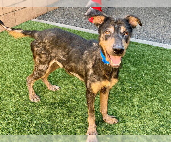 Medium Photo #2 Doberman Pinscher-Unknown Mix Puppy For Sale in Moreno Valley, CA, USA