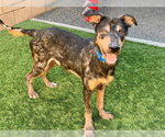 Small #1 Doberman Pinscher Mix