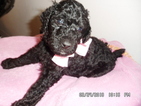 Small Photo #1 Poodle (Standard) Puppy For Sale in JACKSONVILLE, FL, USA