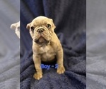 Small Photo #9 French Bulldog Puppy For Sale in NAMPA, ID, USA