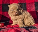 Puppy Axel Pomeranian