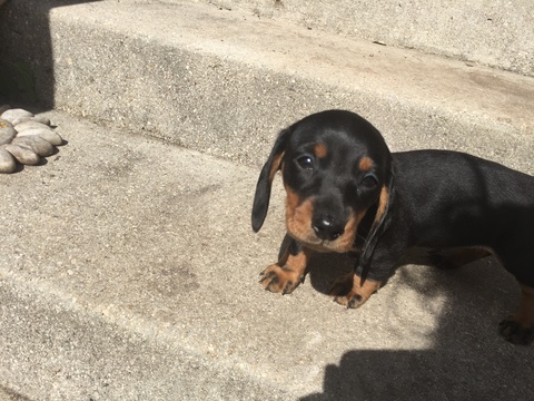 Medium Photo #2 Dachshund Puppy For Sale in KINGSLAND, TX, USA