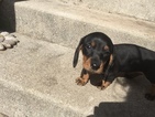 Small Photo #2 Dachshund Puppy For Sale in KINGSLAND, TX, USA