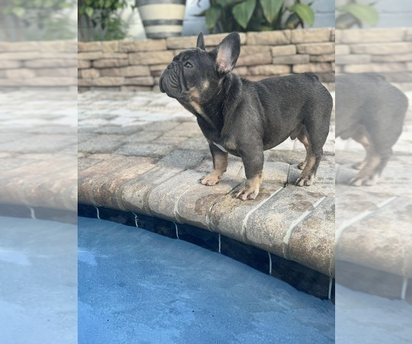 Medium Photo #1 French Bulldog Puppy For Sale in LAKE CITY, FL, USA