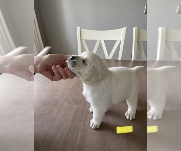 Medium Photo #8 Labrador Retriever Puppy For Sale in DIX HILLS, NY, USA