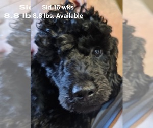 Poodle (Miniature) Puppy for sale in MIDLAND, MI, USA