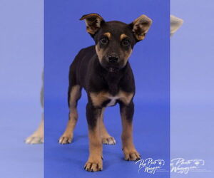 Australian Kelpie-Beauceron Mix Dogs for adoption in Claremore, OK, USA