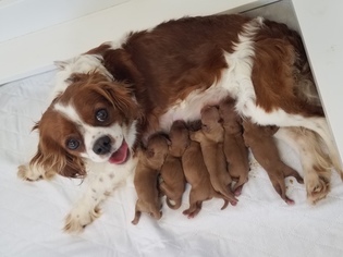 Mother of the Cavalier King Charles Spaniel puppies born on 04/09/2018