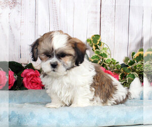 Shih-Poo Puppy for sale in PENNS CREEK, PA, USA