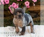 Small #3 French Bulldog