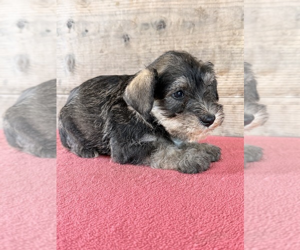 Medium Photo #13 Schnauzer (Miniature) Puppy For Sale in VERMONTVILLE, MI, USA