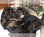 Small Photo #14 German Shepherd Dog Puppy For Sale in TACOMA, WA, USA