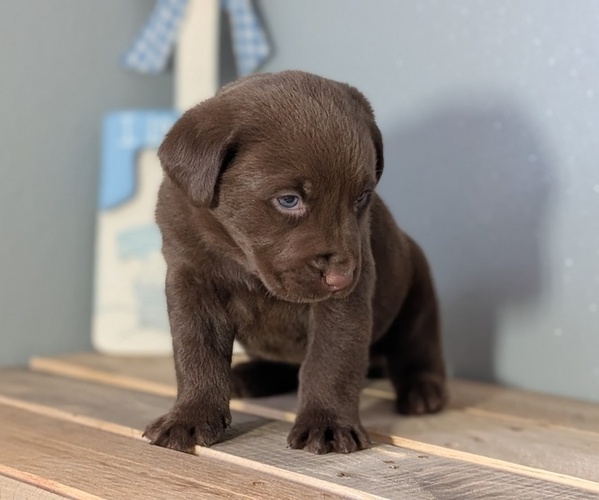 Medium Photo #59 Labrador Retriever Puppy For Sale in GOSHEN, IN, USA