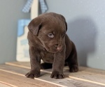 Small #6 Labrador Retriever