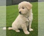 Small Photo #4 Golden Retriever-Samoyed Mix Puppy For Sale in LARGO, FL, USA