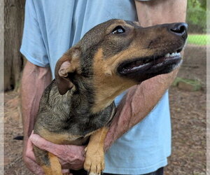 Pennywinkle - Female Dachshund-Unknown Mix Dog for Adoption - Photo #2