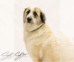 Small #2 Great Pyrenees